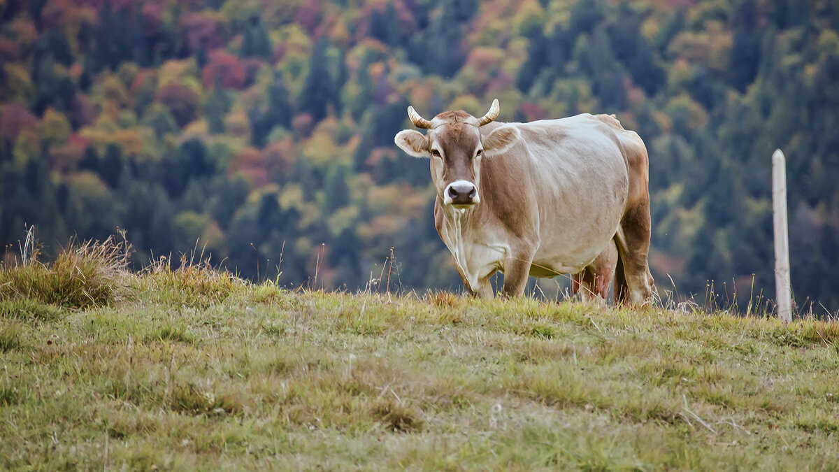 Никто не мешает - Alexandеr P