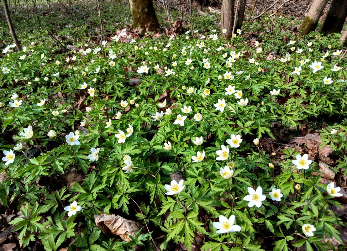 В апельском лесу... - Лия ☼