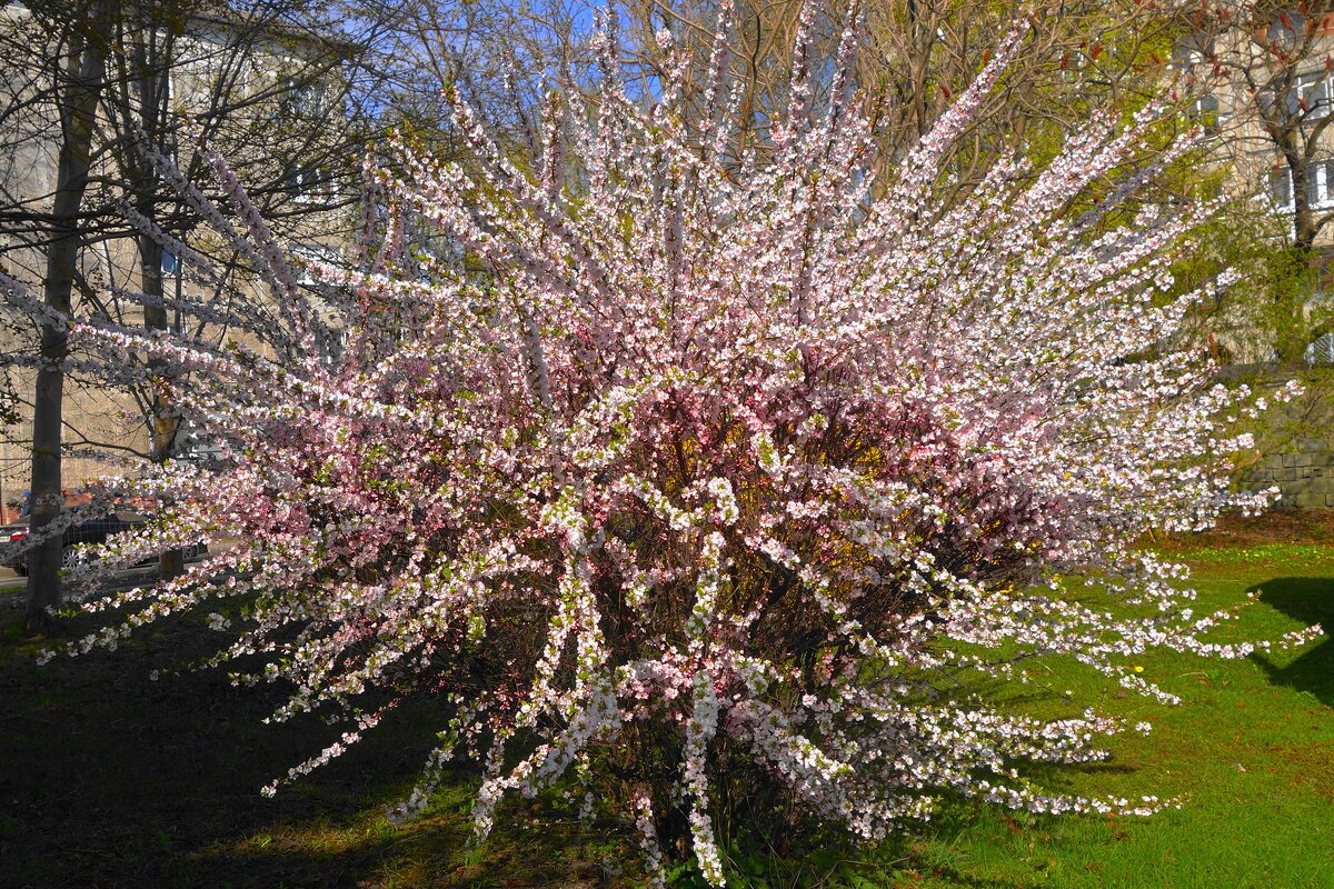 Цветущий апрель - Рита Симонова