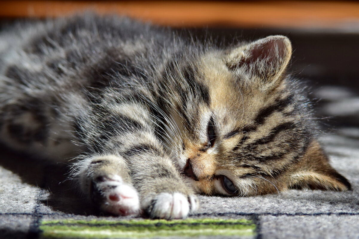 Ацтань, старушка, я в печали... - Роман Пацкевич