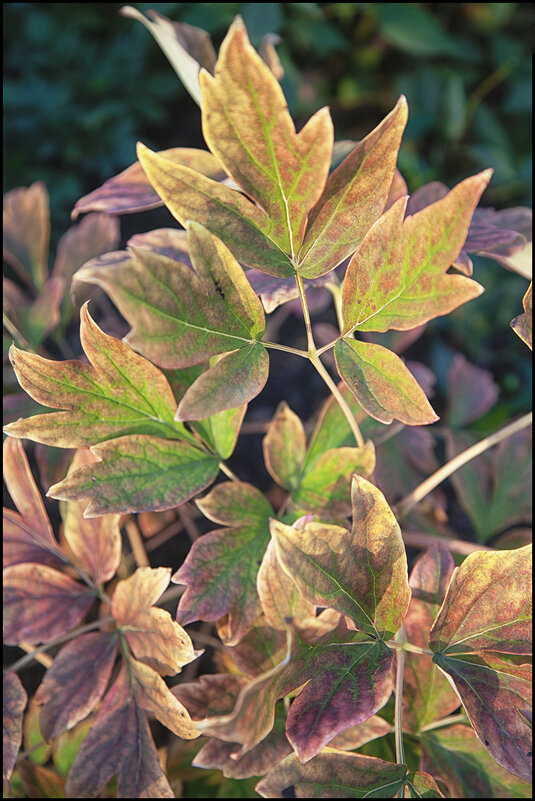 Осенние акварели. - Лилия *