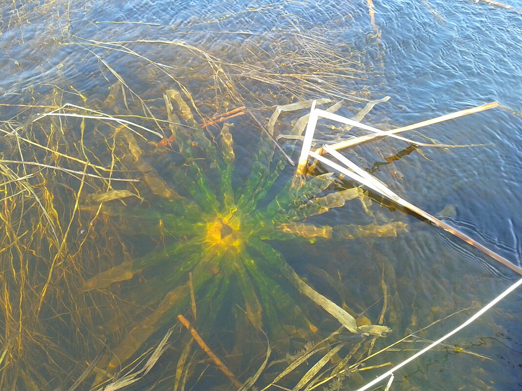 Озерный цветок. - сергей ермошкин