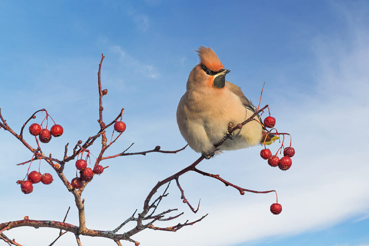 Свиристель - SanSan 