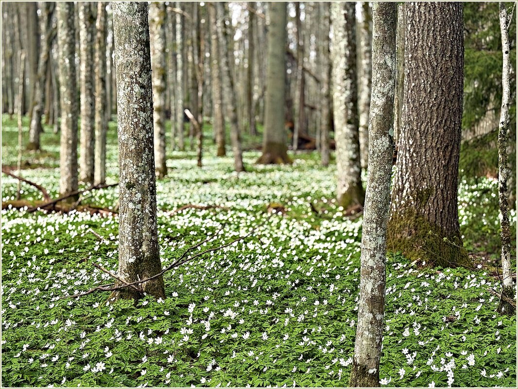 В весеннем лесу. - Валерия Комова