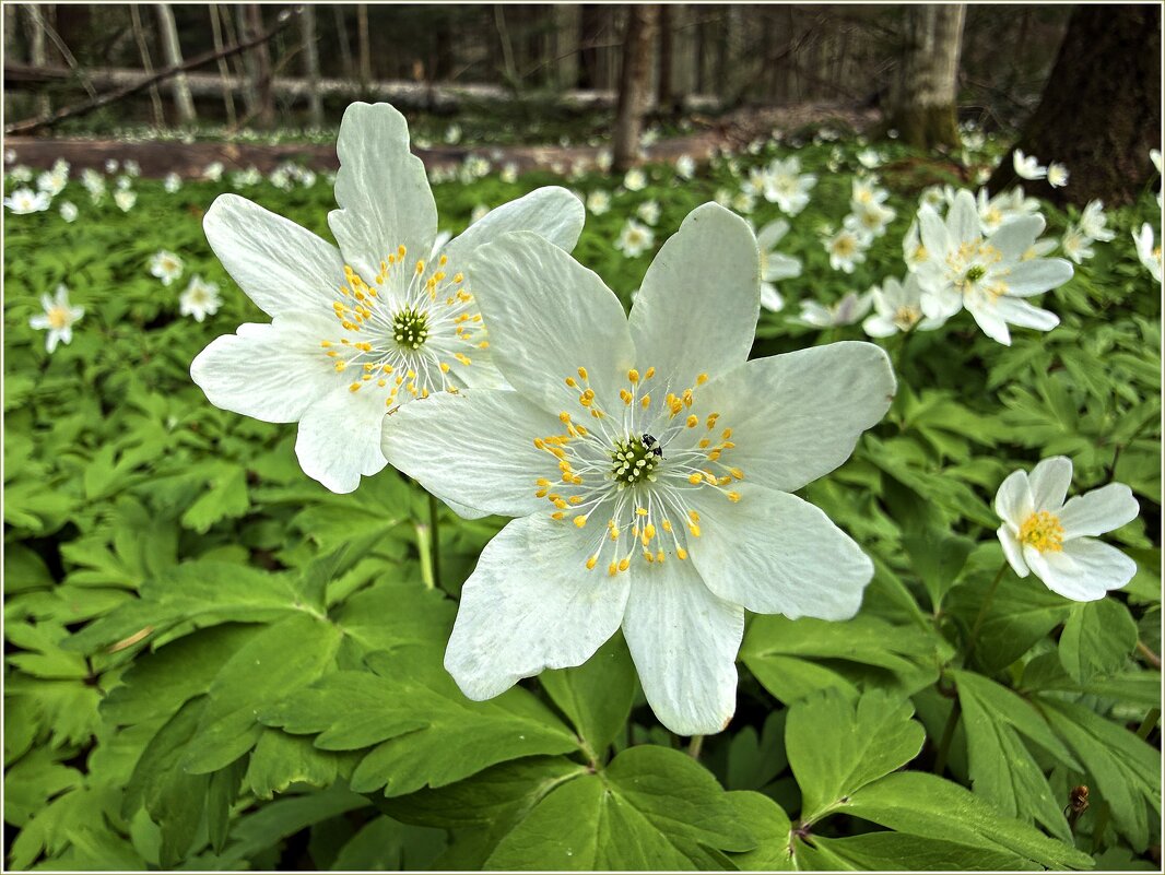 Цветы ветреницы. - Валерия Комова