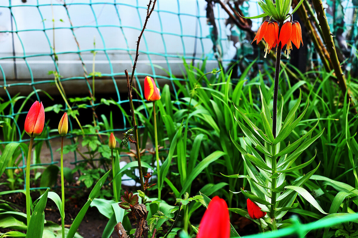 Рябчик и тюльпаны - Юрий Гайворонскiий