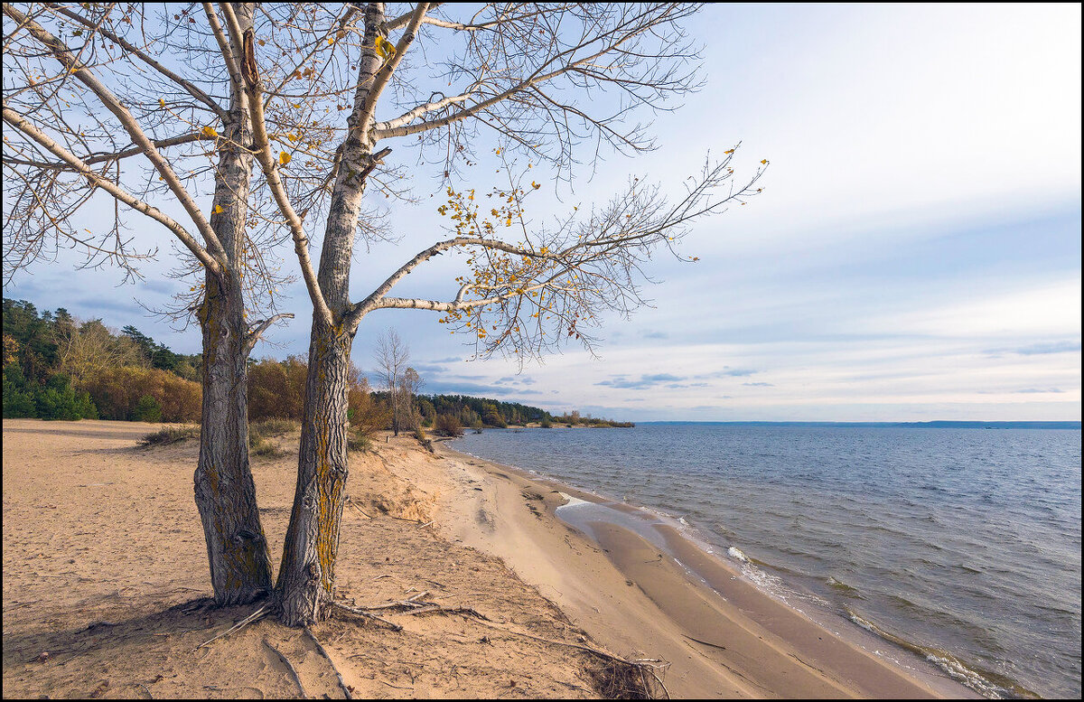 Танцующие тополя - **** vedin