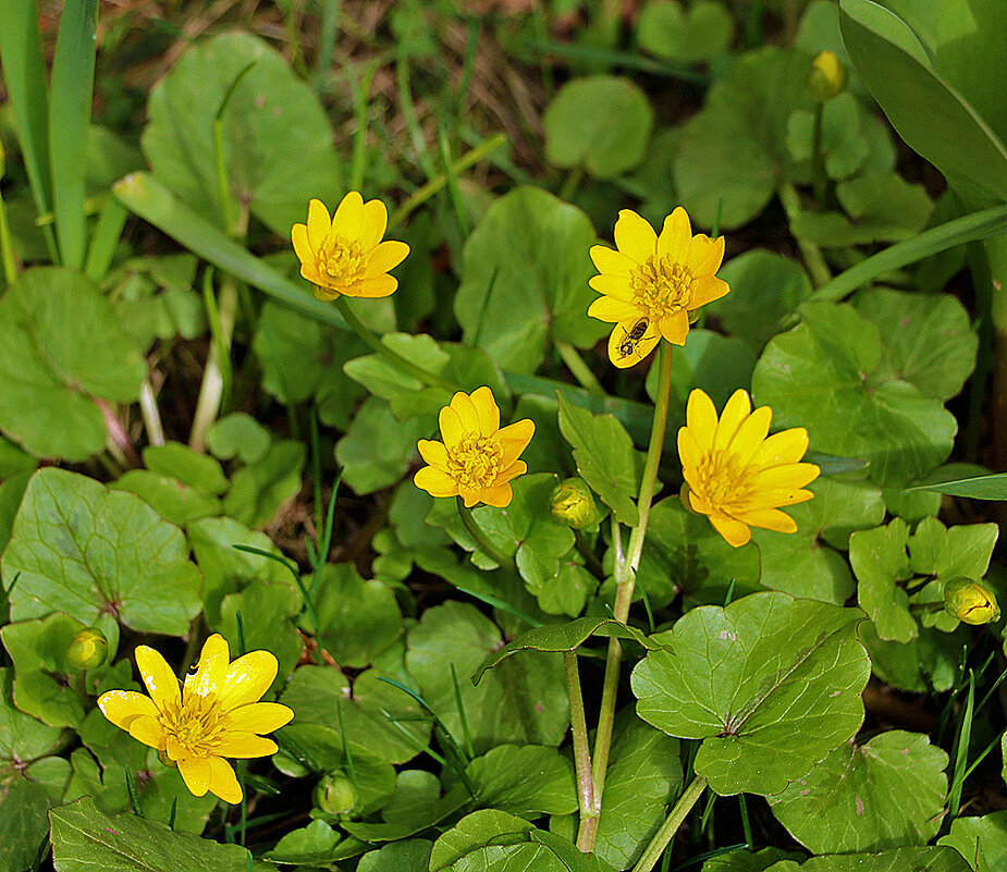 Чистяк весенний - Светлана 