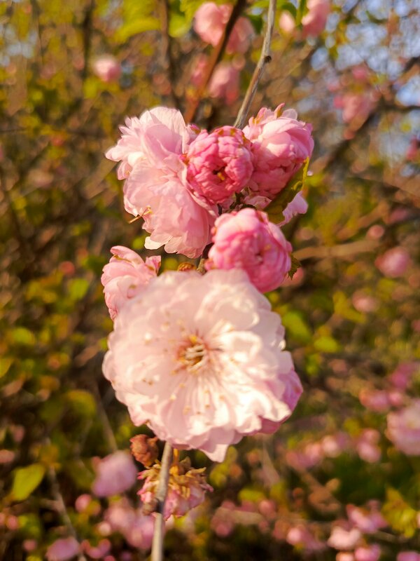 Весенний этюд - Татьяна Пальчикова