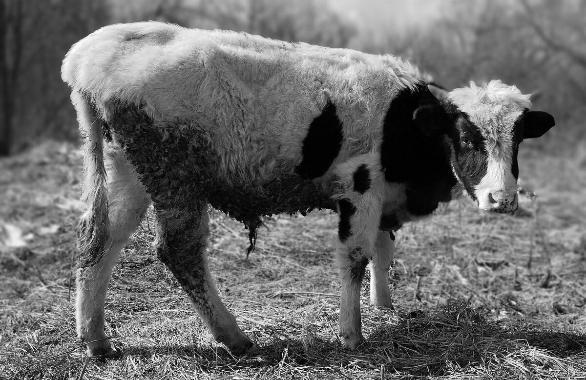 Бык - Радмир Арсеньев