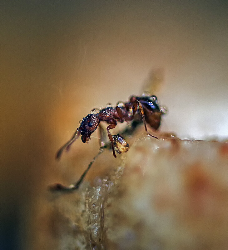 Муравей - водовоз - Андроник Александр 