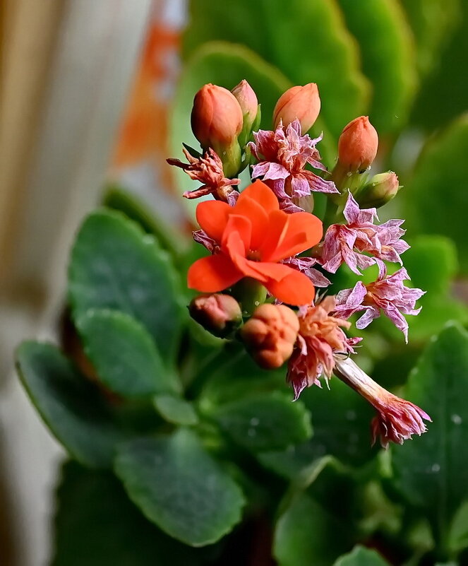 На окошке... - Николай Саржанов