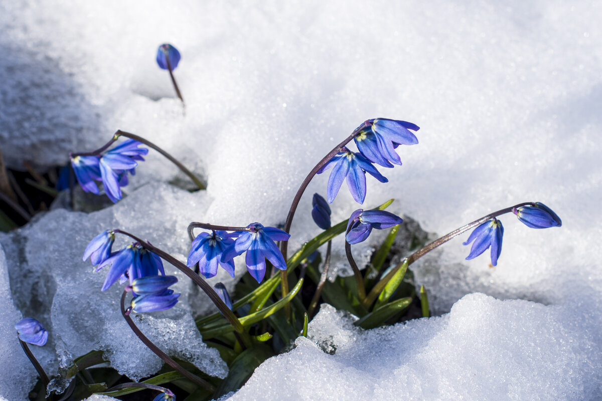 Пролески - Сергей Ц