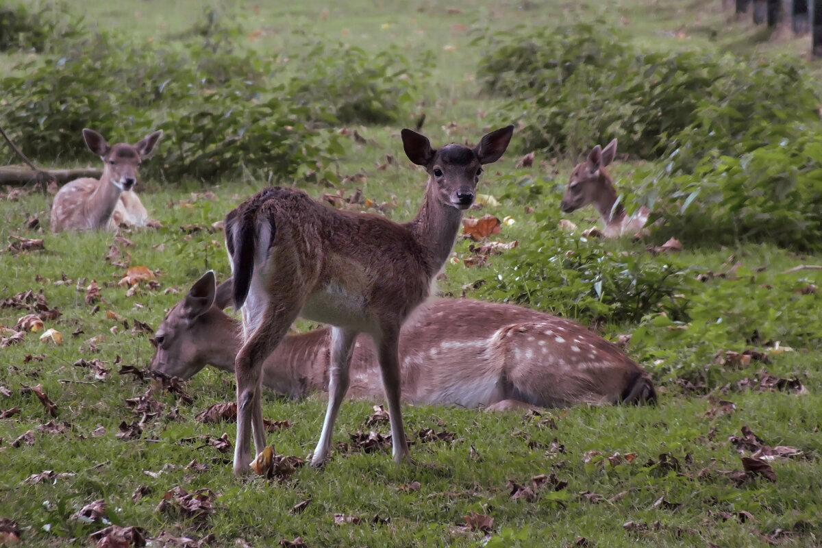 На вахте - Valziwa 