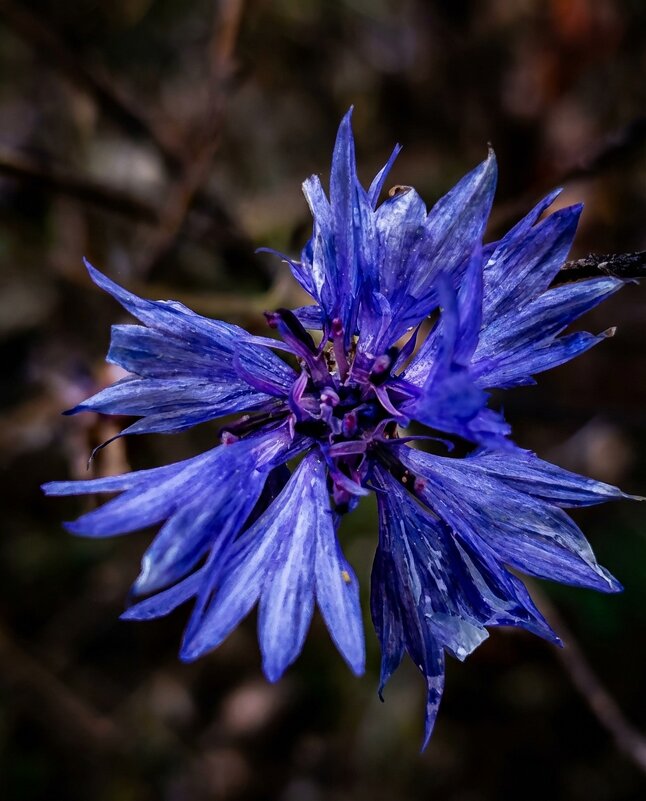 Василек - Лилия 