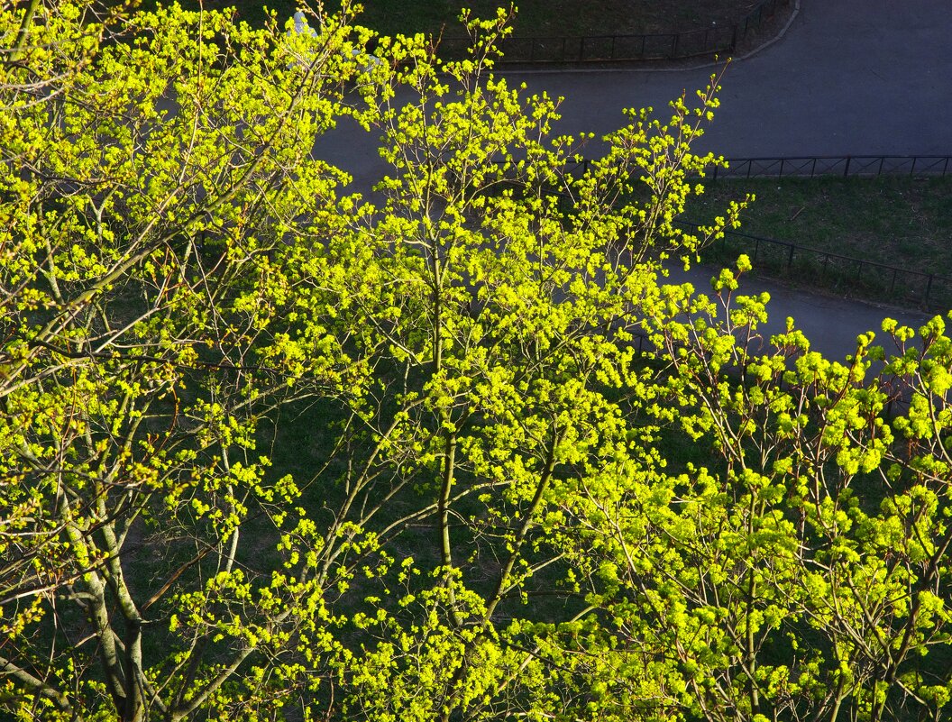 Клён цвёт... - Юрий Куликов