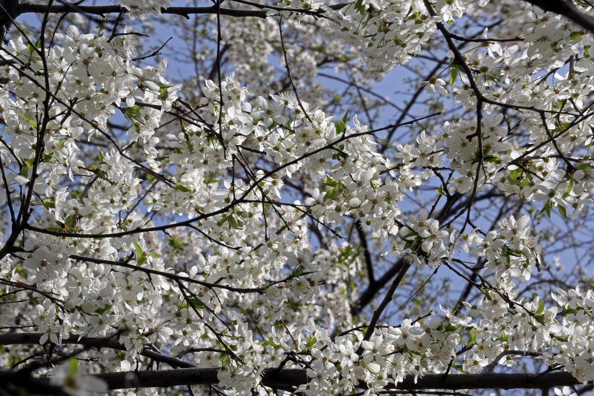 22 апреля - Михаил Бибичков