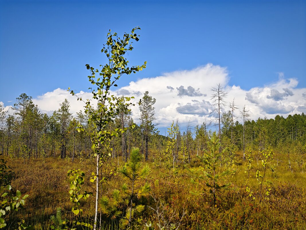 северное болото - Александр 