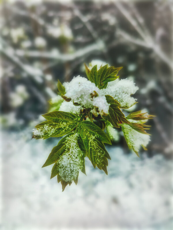 21-е апреля - AZ east3