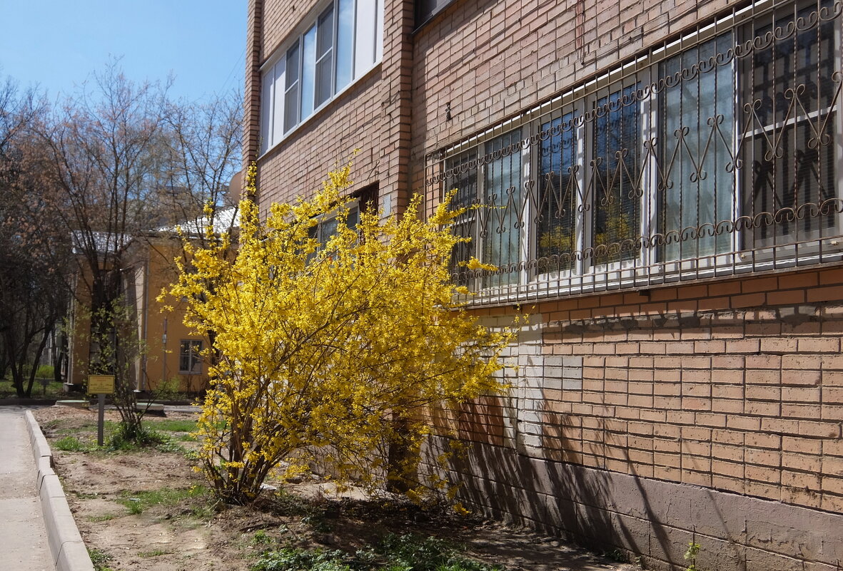 Красавица форзиция светит золотом в окно. - Люба 