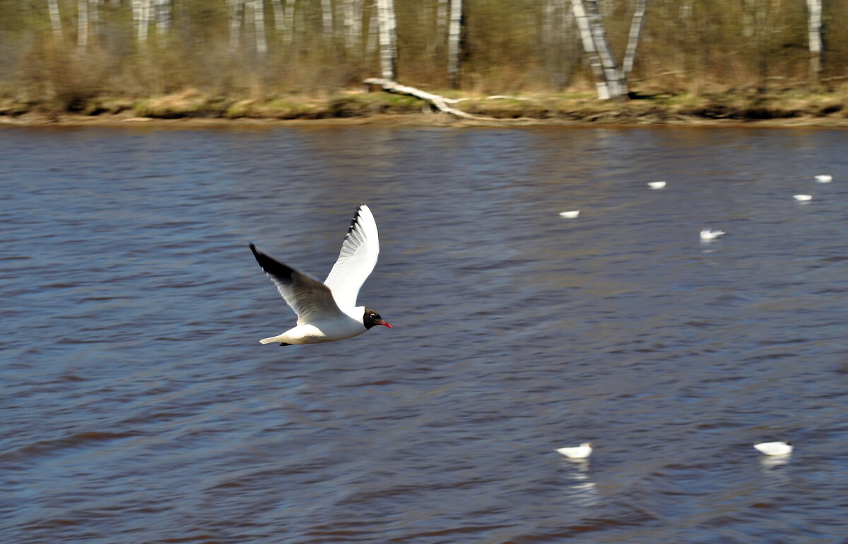 Полёт - AleksSPb Лесниченко