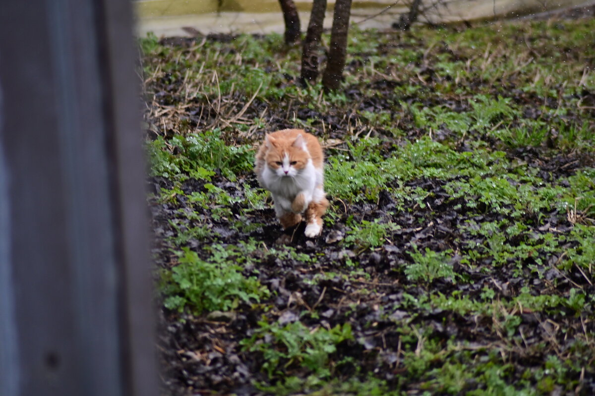 кис кис - Константин Сафронов