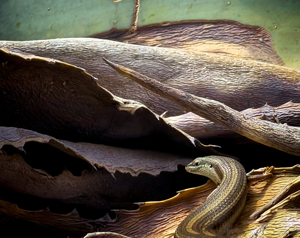 Змея! - Подумал Деревяшкин.  Деревяшкин! - подумала змея. - Александр Деревяшкин