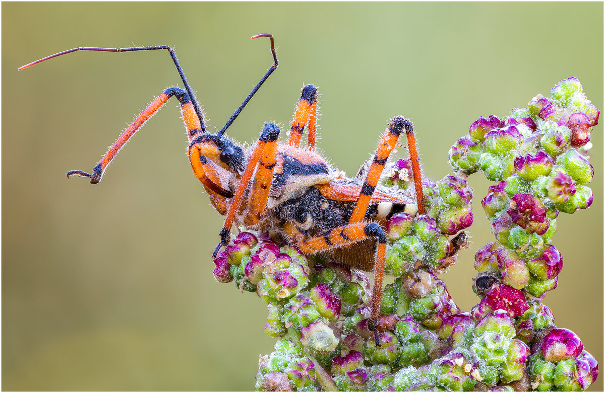 Клоп (Rhynocoris punctiventris) - Александр Григорьев