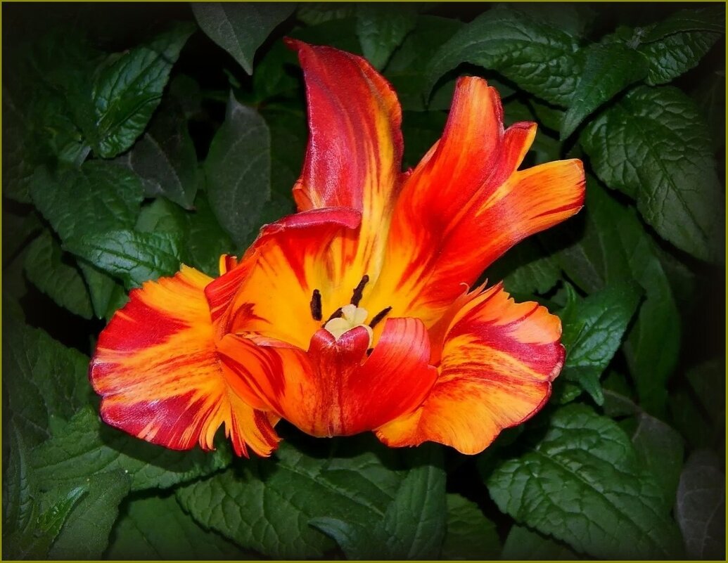 Тюльпан - Валентина Надсон