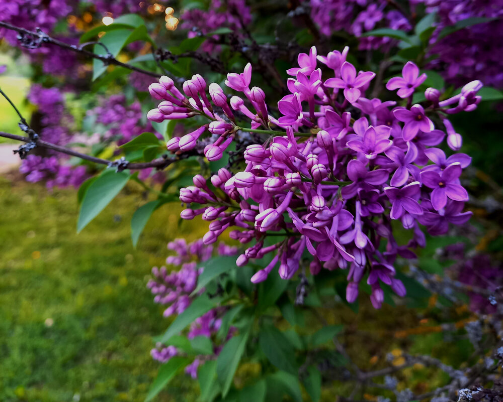 Сирень цветёт... - Сергей Порфирьев