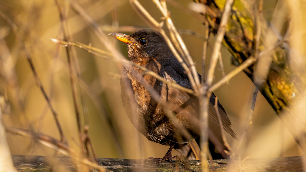 Черный дрозд (самка) - Владимир Лазарев