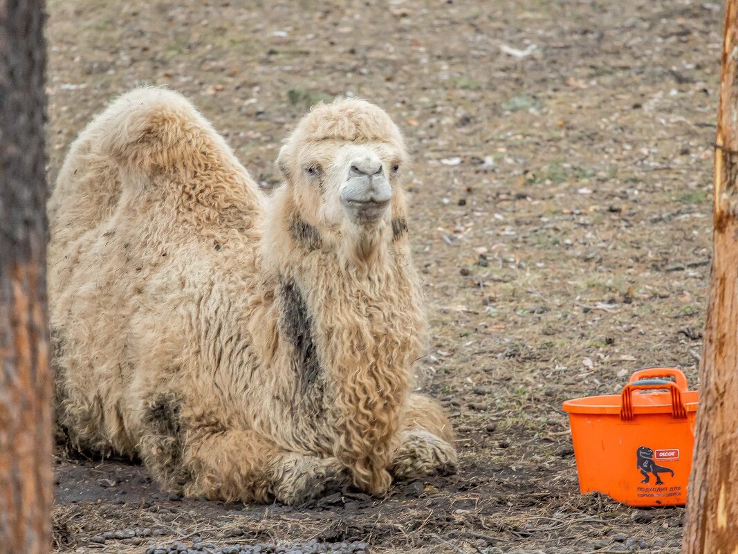 Верблюдица РОЗЗИ - Аркадий Лаптенко