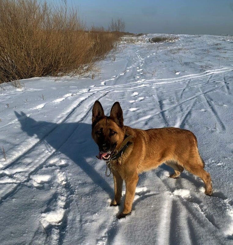 Дружок - Георгиевич 