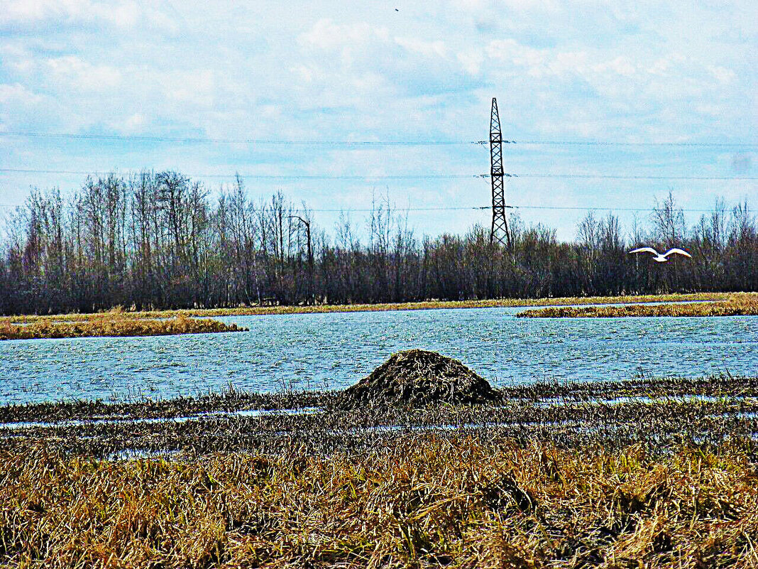 Май...Ондатровая хатка и чайка! - Владимир 