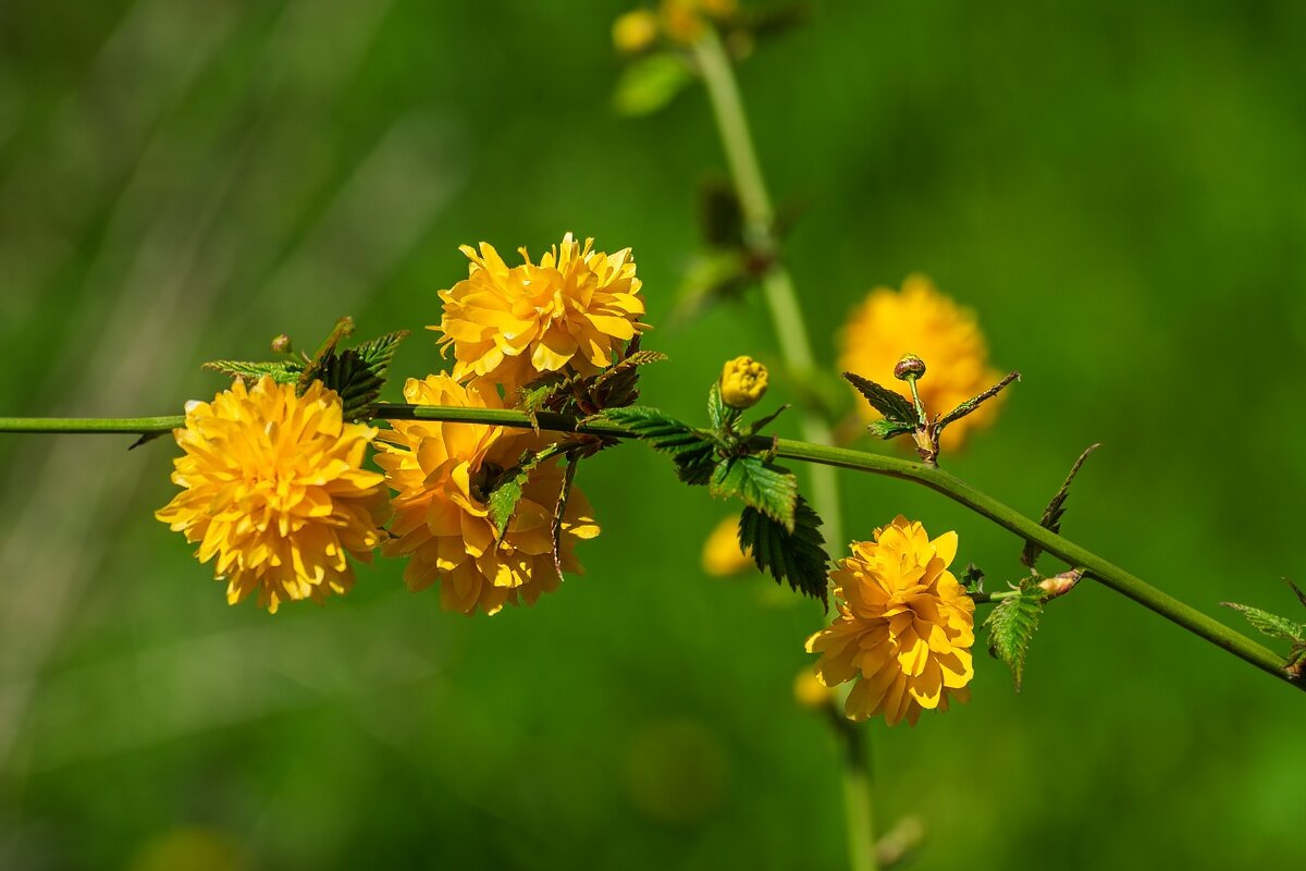 Керрия - Игорь Сикорский