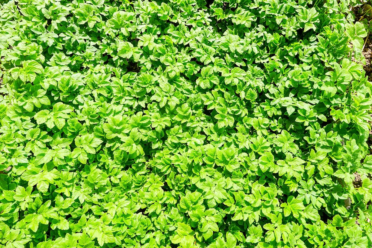 Апрельский ковёр - Валерий Иванович