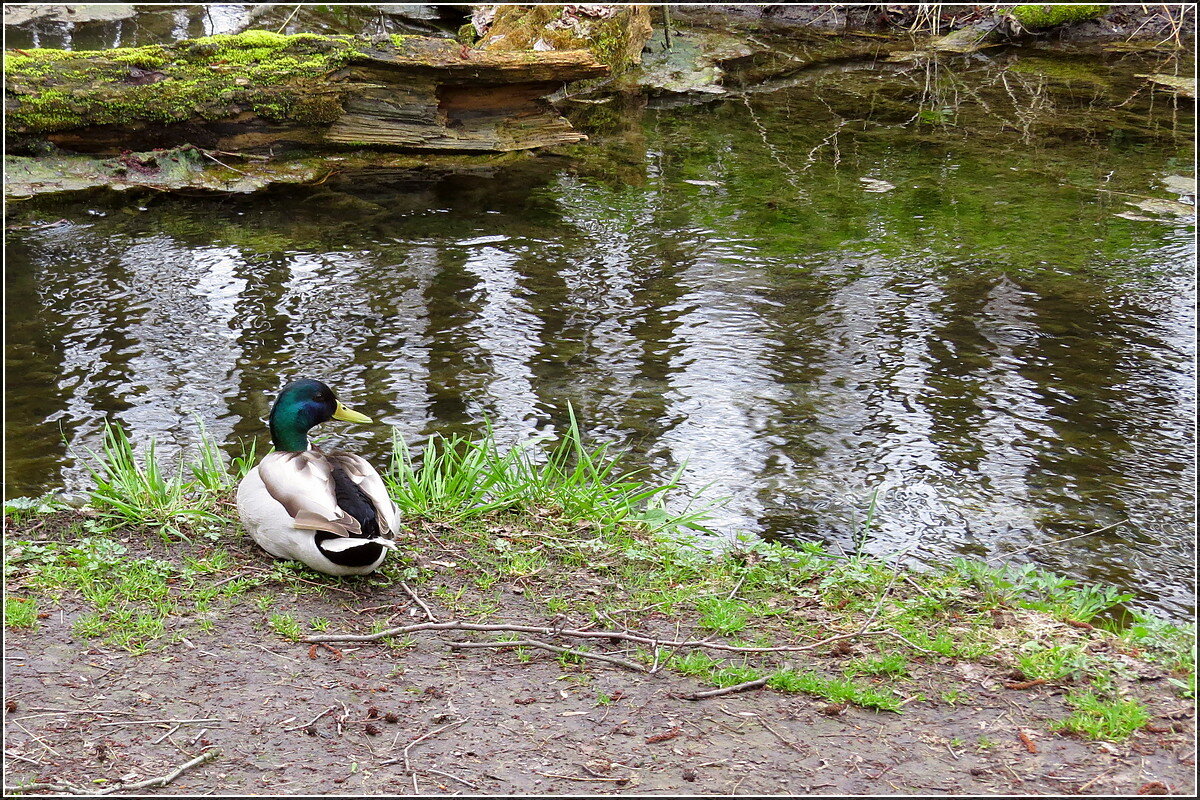 ... - Сеня Белгородский