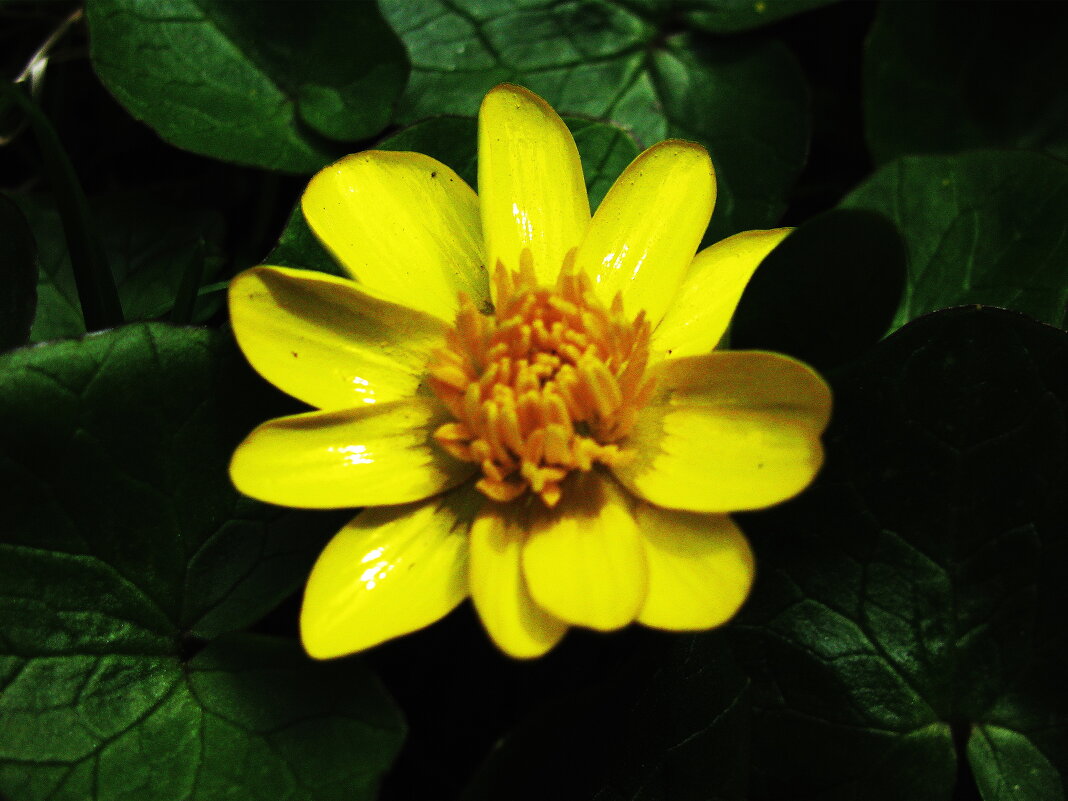 Чистяк весенний - Людмила Смородинская