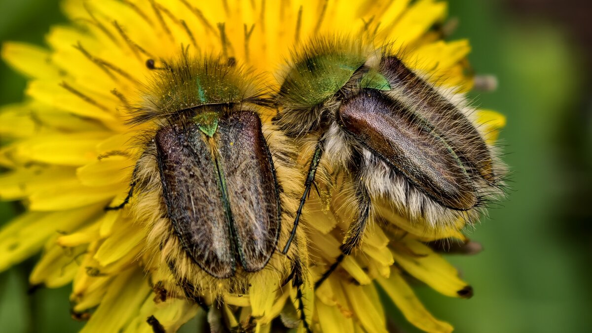 Самки хрустиков лисичек на одуванчике - Мариша Тим