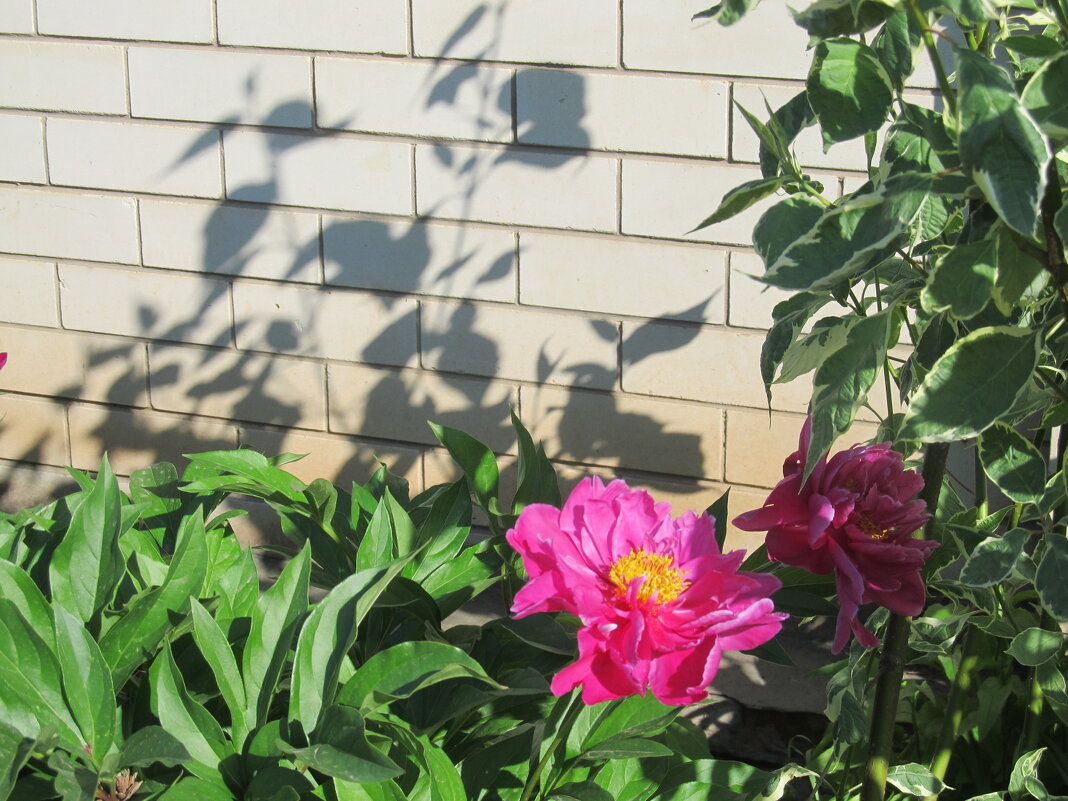 про июнь - Елена Шаламова