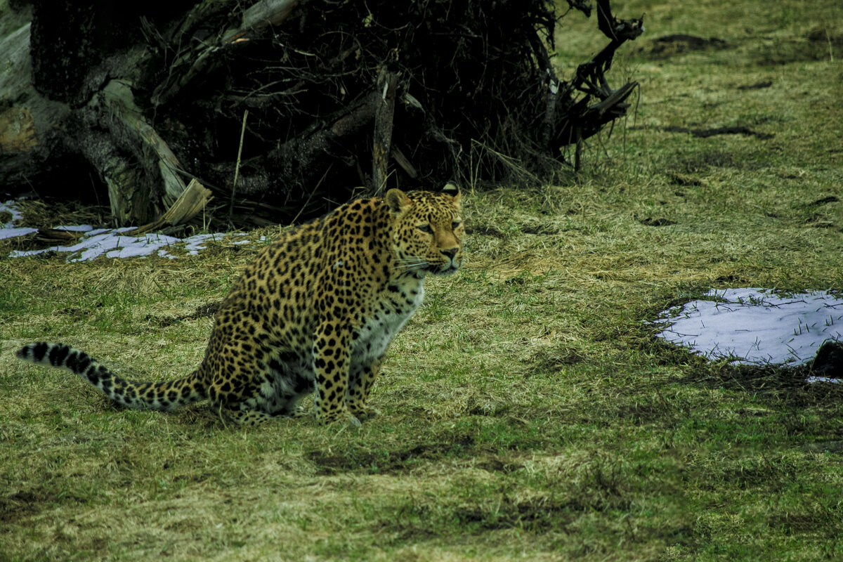 Леопард - Уже ВЕСНА - Владимир Максимов