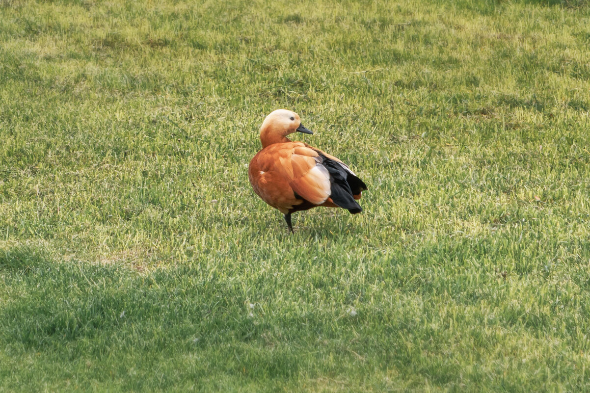 Огарь - Владимир Колесников