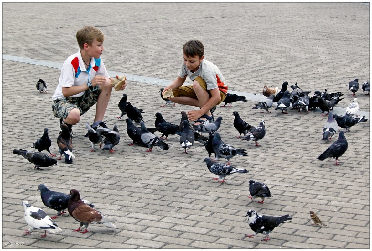 Дети кормят голубей. - Владимир Попов