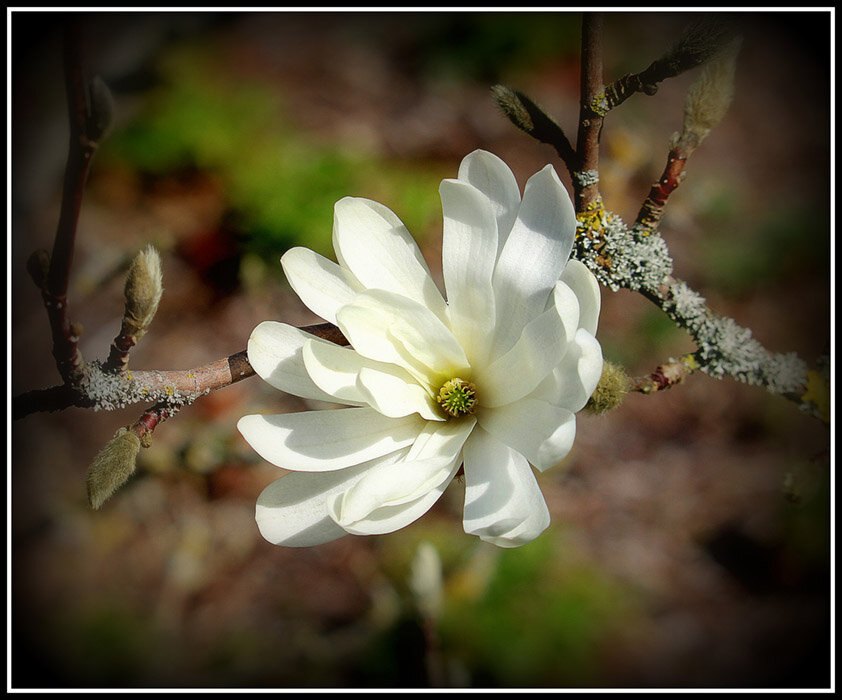 Магнолия .... - Aleksandr Gal