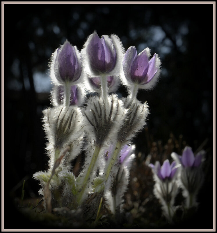 Сон трава проснулась - Aleksandr Gal