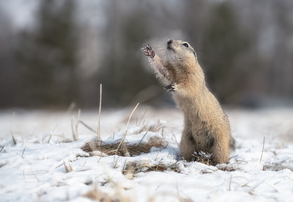 И это весна.. - Марина Фомина.