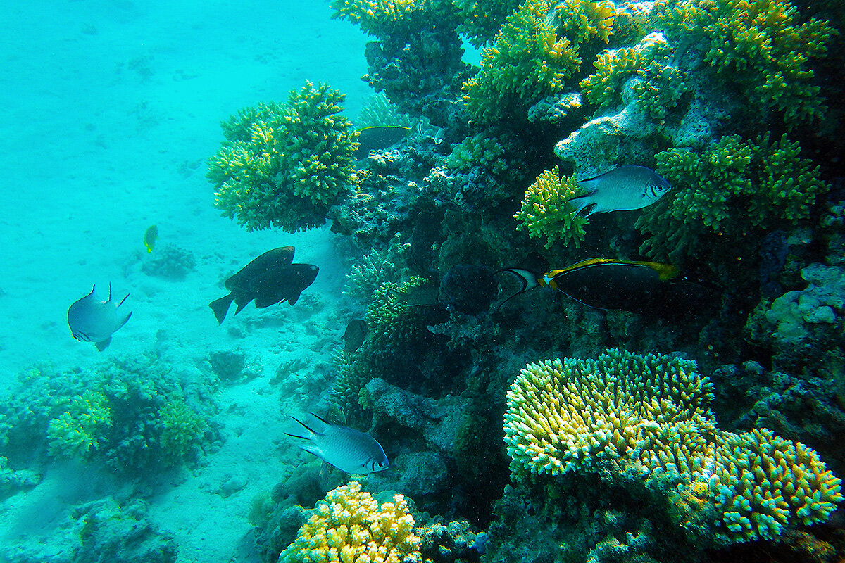 Палитра рифов Красного моря - Сергей Сомихин