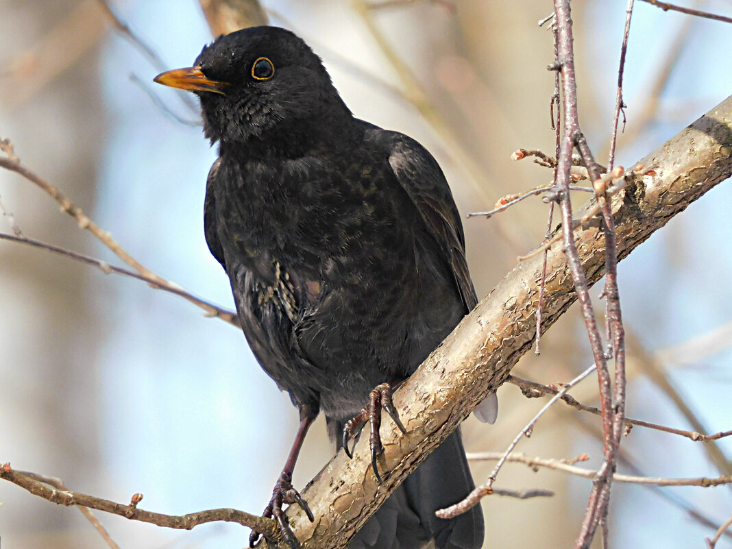 Чёрный дрозд - Лина 
