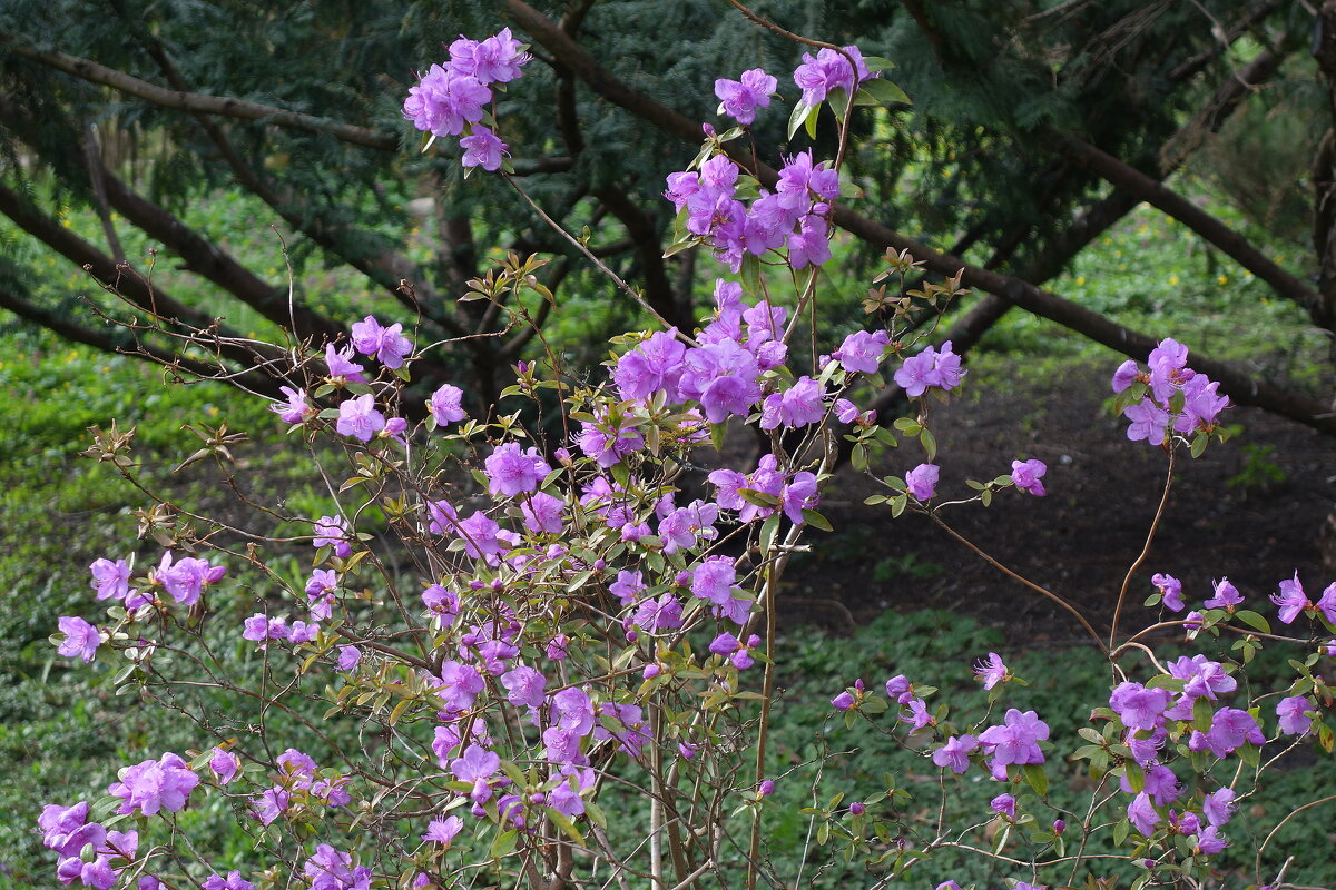 Цветет Рододендрон остроконечный - Рита Симонова