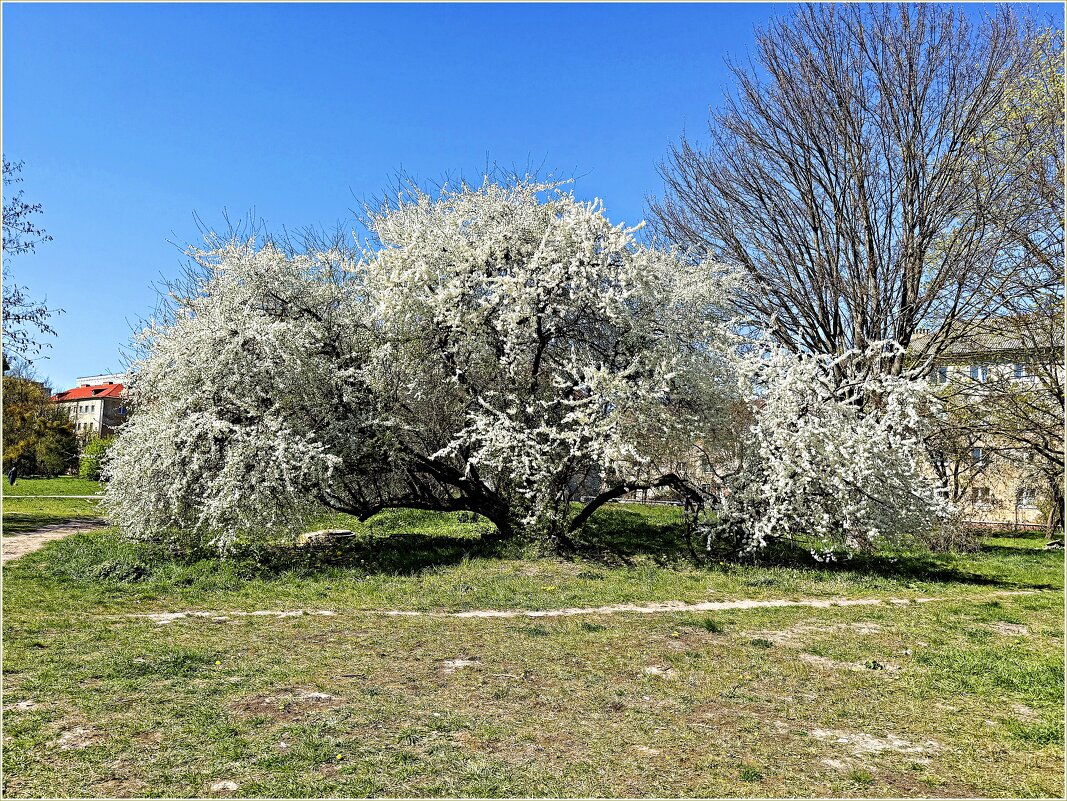 Роскошная алыча. - Валерия Комова